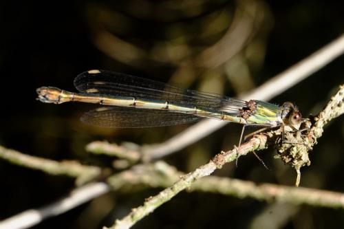Chalcolestes viridis